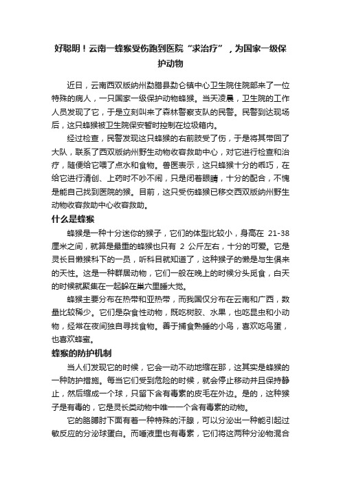 好聪明！云南一蜂猴受伤跑到医院“求治疗”，为国家一级保护动物