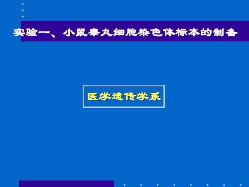 《医学遗传学实验》——小鼠睾丸染色体制备