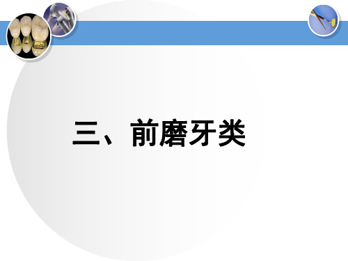 牙体解剖生理 恒牙的解剖形态 前磨牙类