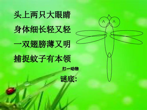 《小蜻蜓》课件