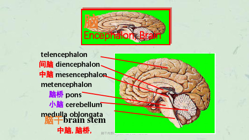 脑干内部结构脑神经非脑神经核团课件