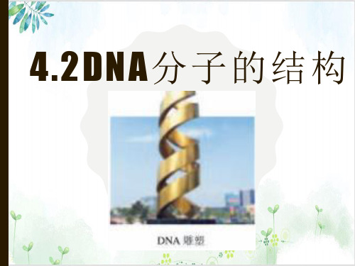 [人教版]《DNA分子的结构》完美课件1