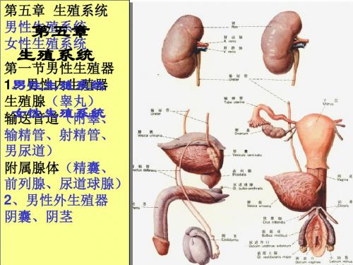 解剖学 第六章 生殖系统