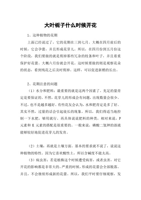 大叶栀子什么时候开花