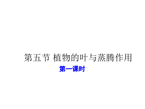 浙教版八年级下册科学课件：4.5植物的叶与蒸腾作用