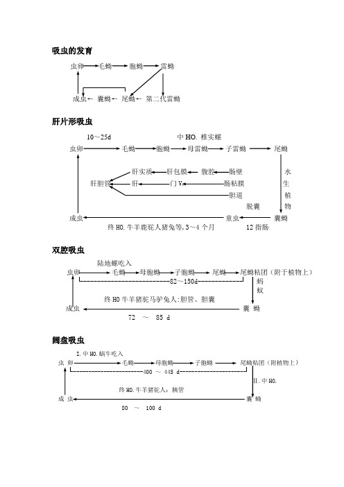 吸虫的发育