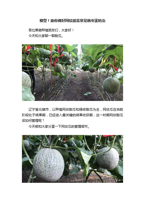 模型！助你做好网纹甜瓜常见病虫害防治