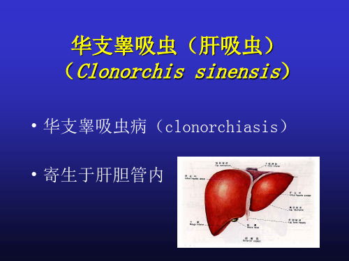 人体寄生虫学02-4肝吸虫课件