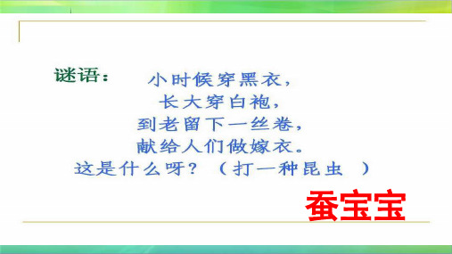 三年级下1《迎接蚕宝贝的到来》