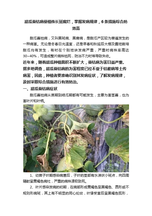 甜瓜蔓枯病使植株长斑腐烂，掌握发病规律，6条措施综合防效高