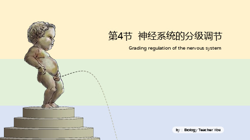 神经系统的分级调节课件-高二上学期生物人教版(2019)选择性必修1