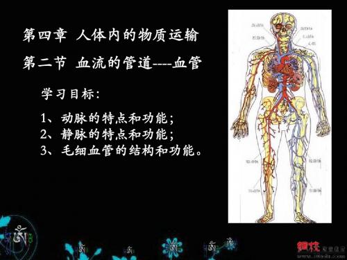 4.2血流的管道--血管