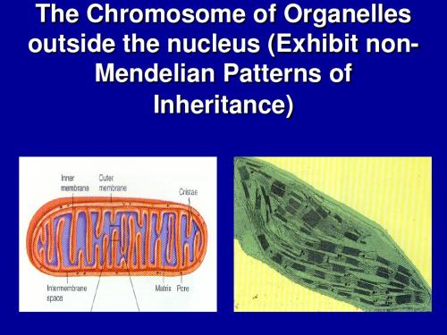 第十一章    核外遗传
