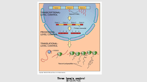 分子遗传学章真核生物基因的表达调控