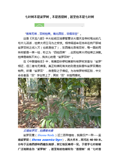 七叶树不是娑罗树，不是菩提树，甚至也不是七叶树