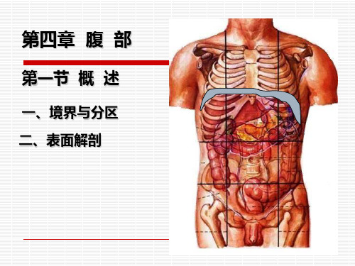 美容局部解剖学腹部