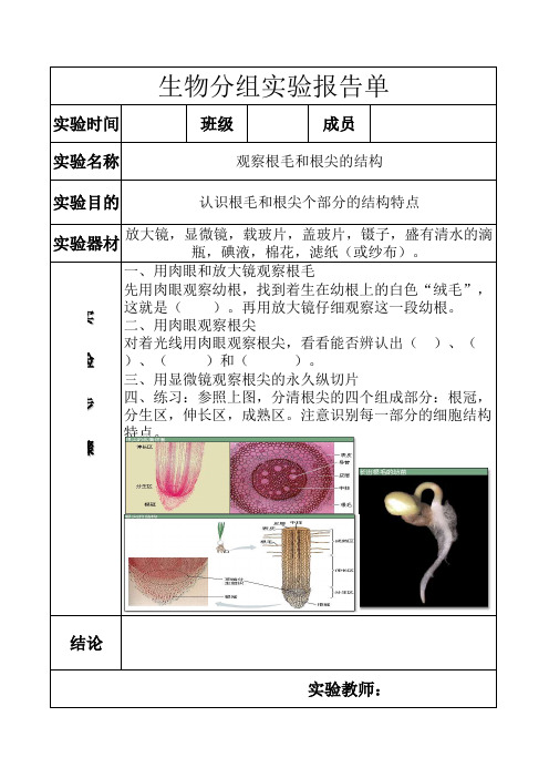 人教版七年级上册生物观察根毛和根尖的结构实验报告