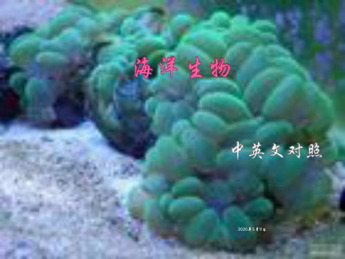 海洋生物(中英文对照)