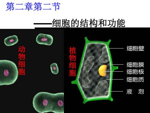 (生物学)动植物细胞