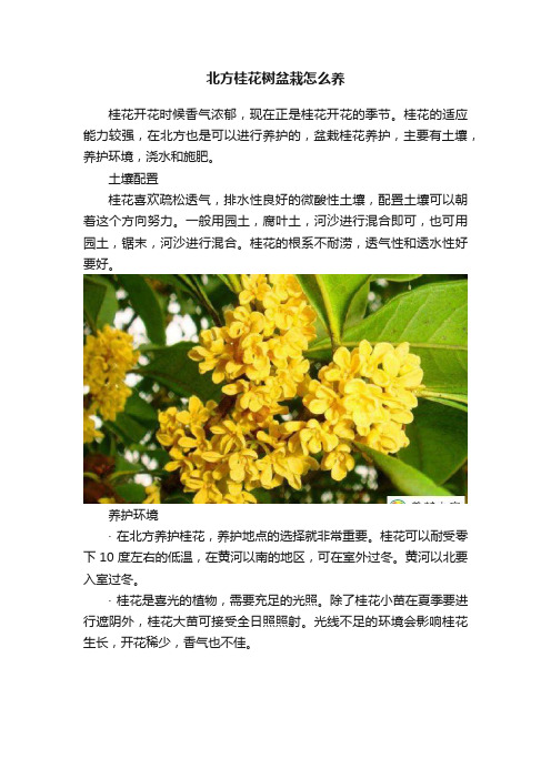 北方桂花树盆栽怎么养