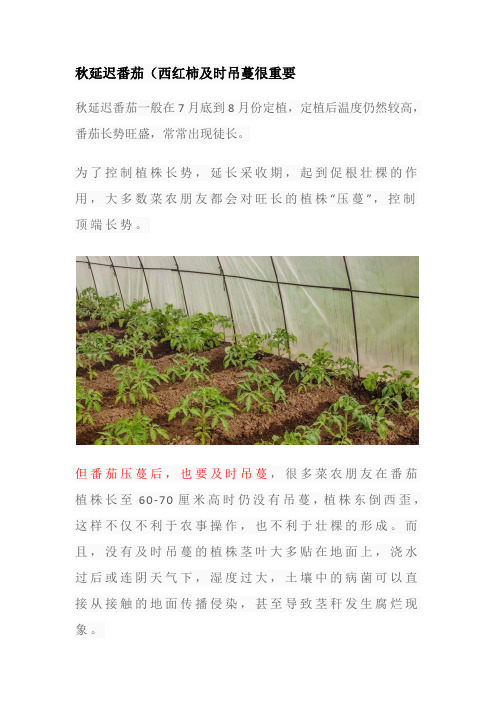 秋延迟番茄(西红柿及时吊蔓很重要