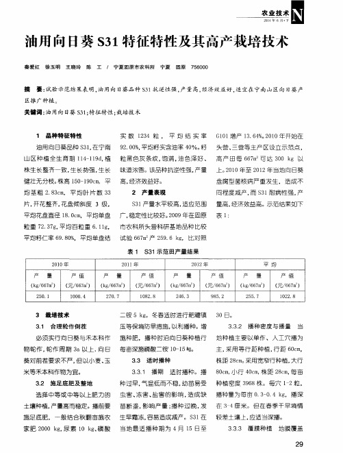 油用向日葵S31特征特性及其高产栽培技术