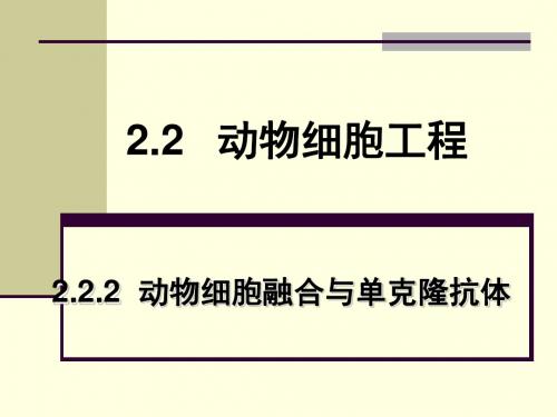 动物细胞融合与单克隆抗体讲课 (2)-PPT精选文档