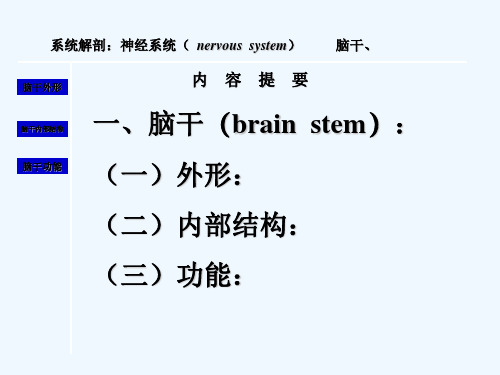 人体解剖学脑干-PPT