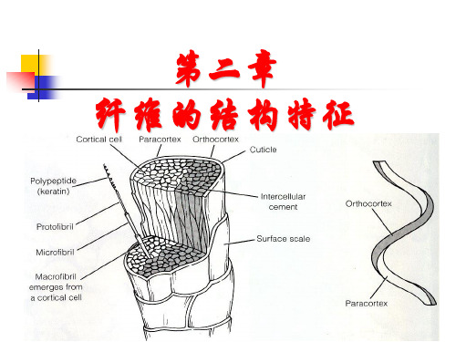 第二章  纤维的结构特征