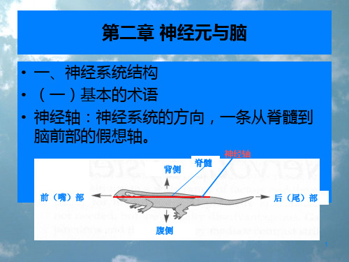 神经元和脑ppt课件