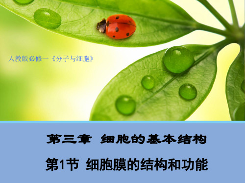 新教材人教版生物《细胞膜的结构和功能》PPT名师课件1