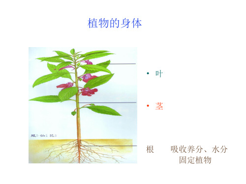 三年级科学上册《植物的茎》(青岛版)