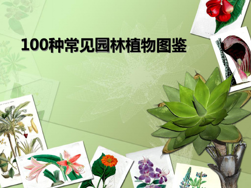 100种常见园林植物图鉴