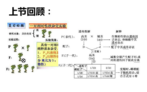 人教版新教材《孟德尔的豌豆杂交实验(一)》教学课件2