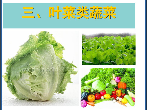 叶 菜 类 蔬 菜 ppt课件