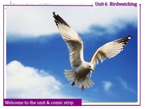 译林牛津版8A Unit 6 Bird watching welcome to the unit 公开课