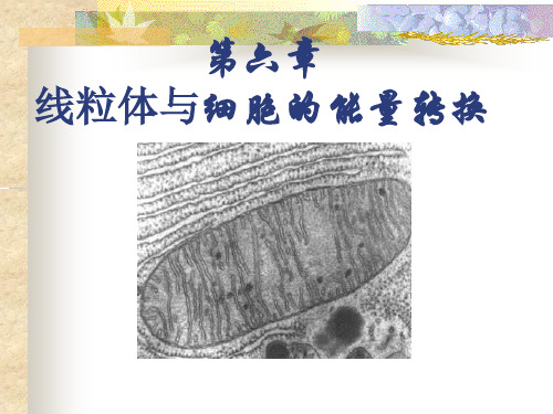 医学细胞生物学6.