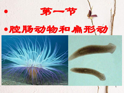 八年级生物上册 第五单元 第一章 第一节 腔肠动物和扁形动物课件 (新版)新人教版.pptx