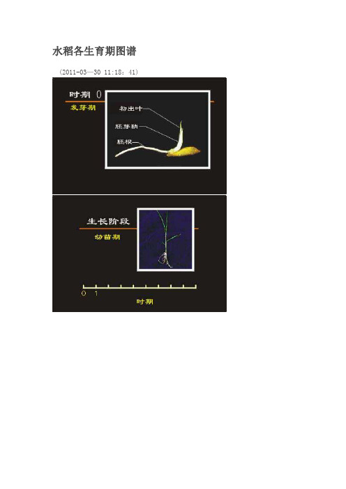 水稻各生育期图谱