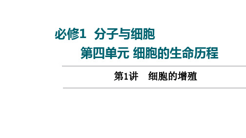 高三一轮复习老高考人教版生物第4单元第1讲 细胞的增殖课件