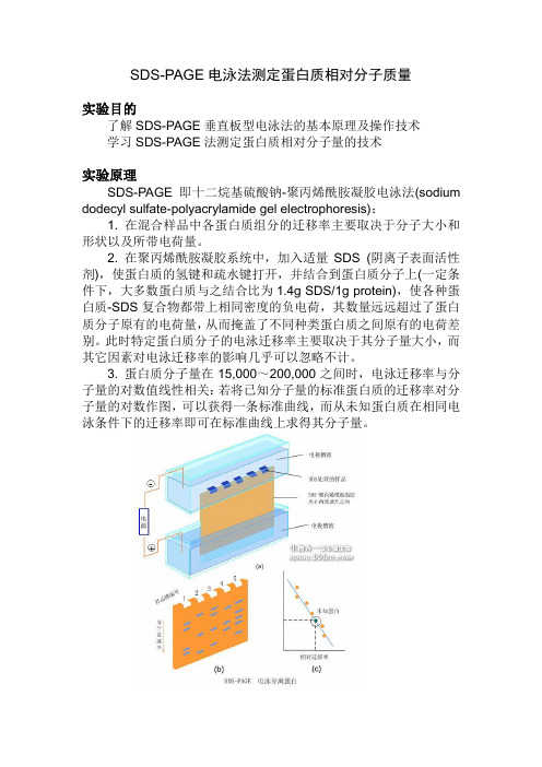 SDS-PAGE法测定蛋白质相对分子量