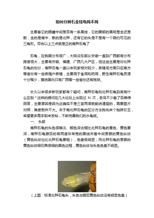 如何分辨石金钱龟纯不纯