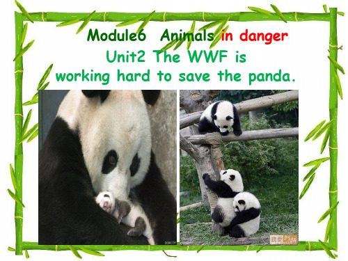 2013新外研版八年纪上册Module6-Animals-in-danger-Unit2