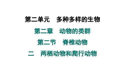 2024年人教版七年级生物上册 第二章 第二节 脊椎动物 二 两栖动物和爬行动物(训练课件)