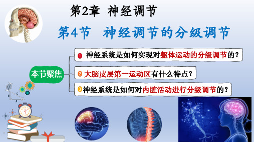 【课件】 神经系统的分级调节课件2022-2023学年高二上学期生物人教版选择性必修1