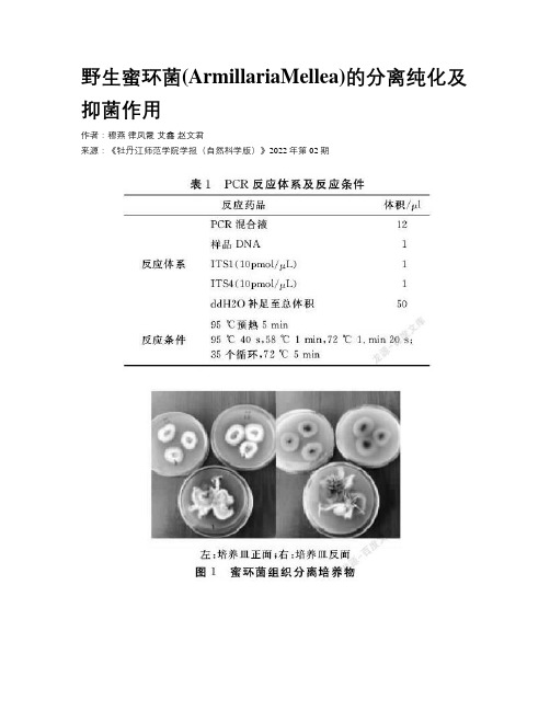 野生蜜环菌(ArmillariaMellea)的分离纯化及抑菌作用