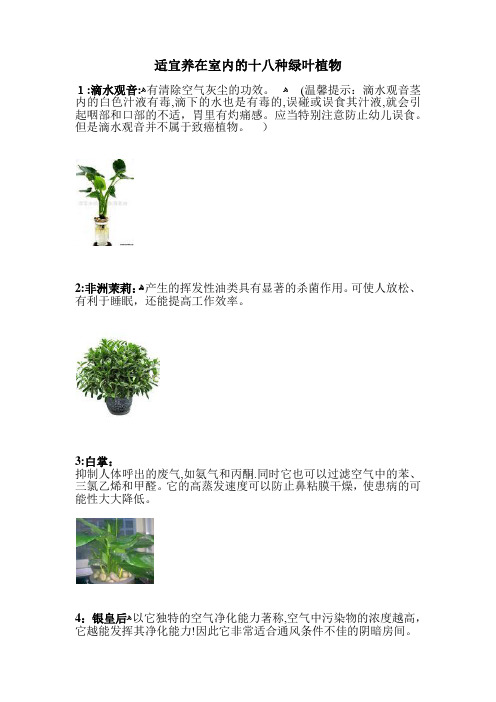 自-适宜养在室内的十八种绿叶植物 