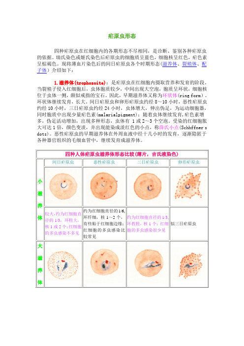 疟原虫形态