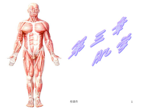 运动解剖学肌肉