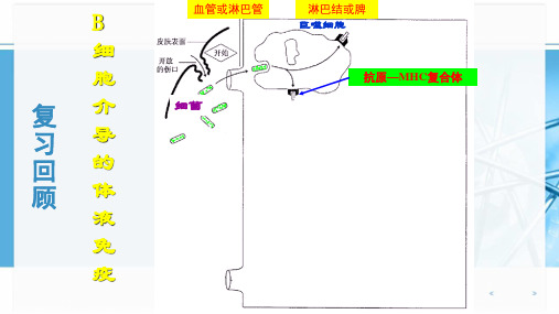 3.3免疫系统的功能异常